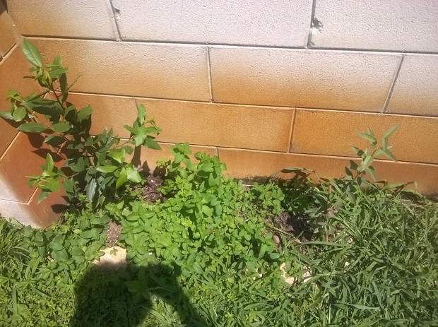  lisc laurowy .od przyjaciela, mieta, ostra, mocna,

obok ..migdalowiec,2014
bo w doniczce mi zaczal marniec..