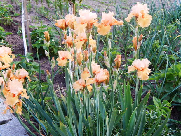 Łososiowe irysy, za nimi truskawki i czosnek