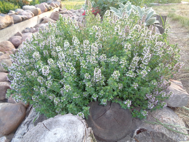 Macierzanka cytrynowa.