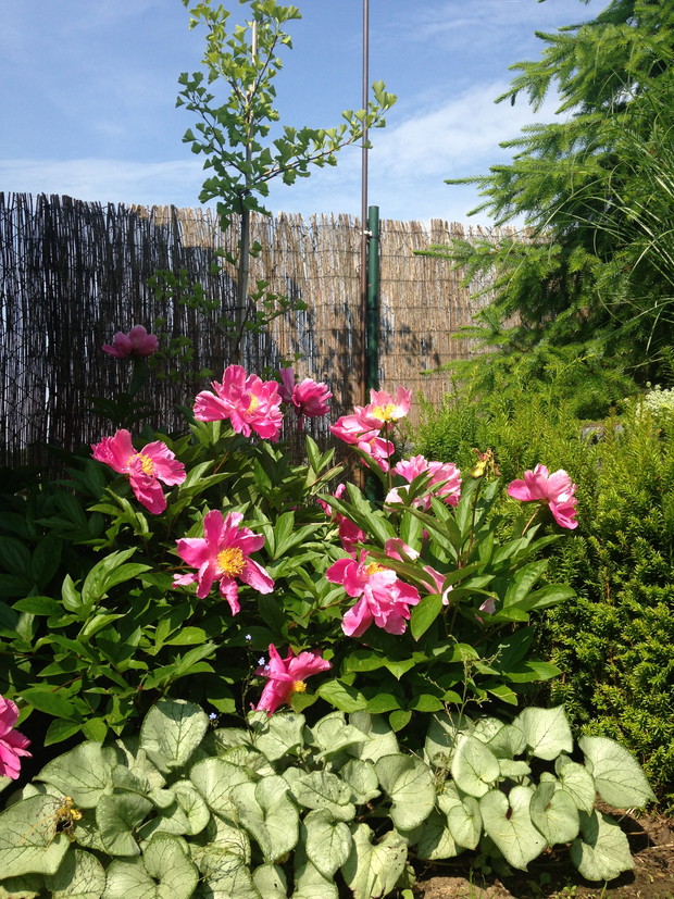 Magiczne peonie z miłorzębem 