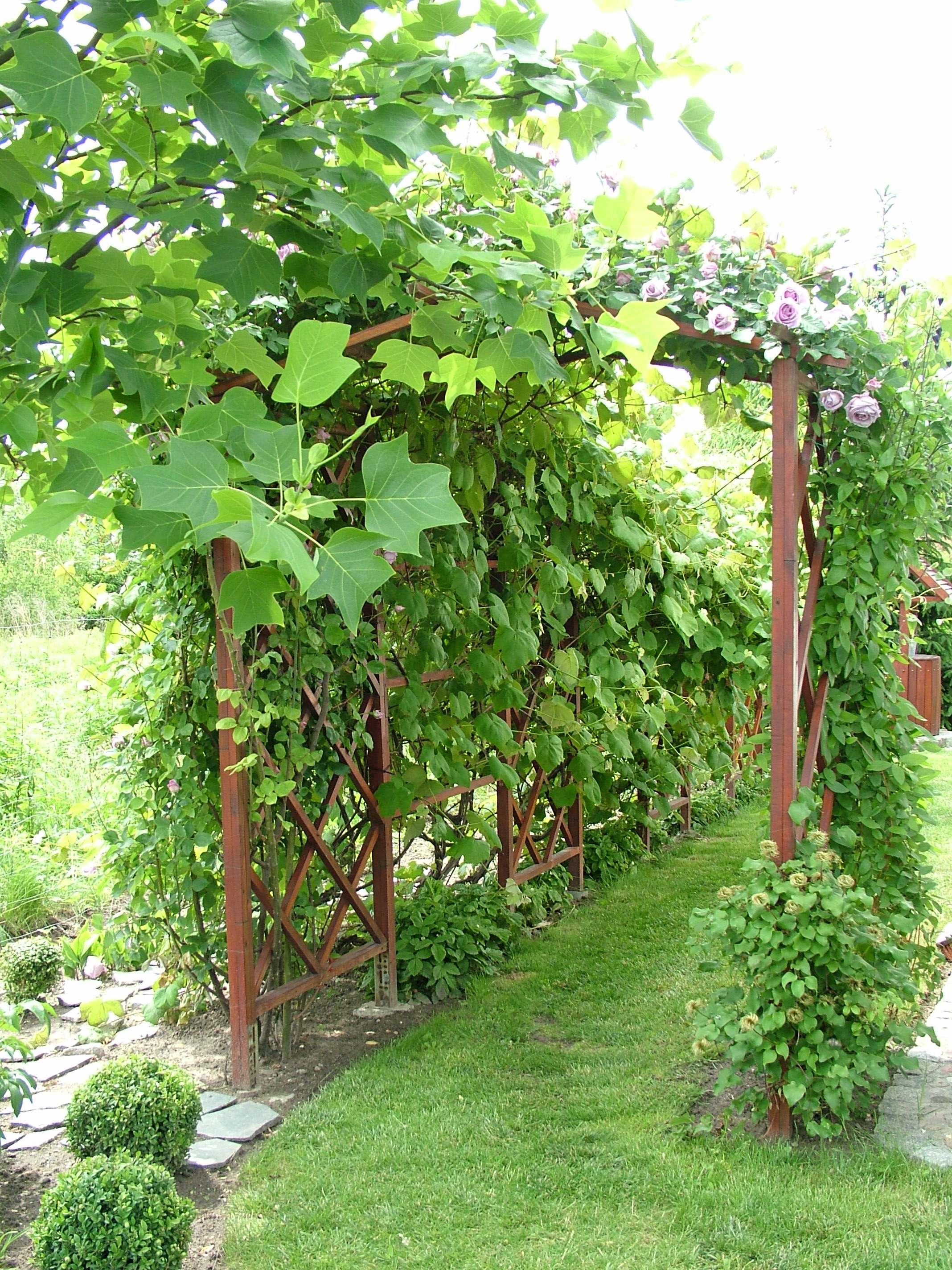 Magiczne wejście zapraszające do zwiedzania dalszej części ogrodu, a zarazem nasza winniczka