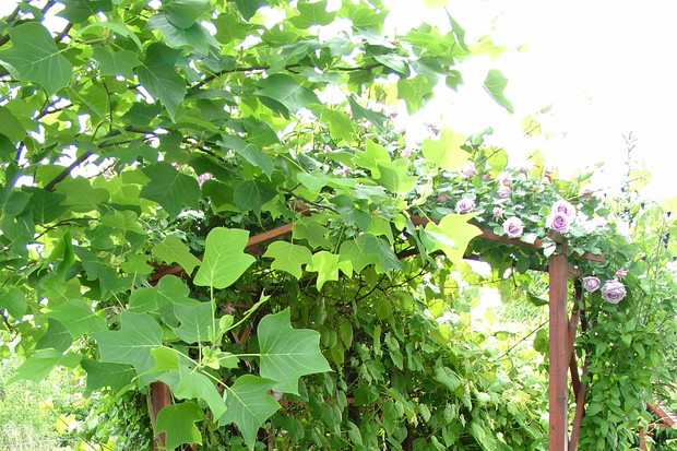 Magiczne wejście zapraszające do zwiedzania dalszej części ogrodu, a zarazem nasza winniczka