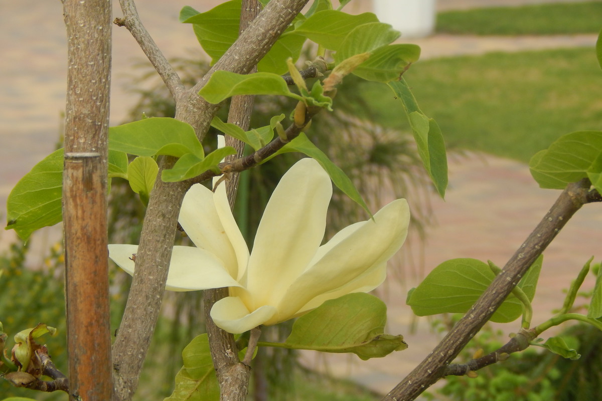 Magnolia piękna jak wiosna