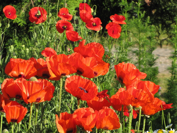 Maki jako byliny (czerwone, białe) i jednoroczne mix. kolorów wypełniają rabaty w maju i czerwcu.
