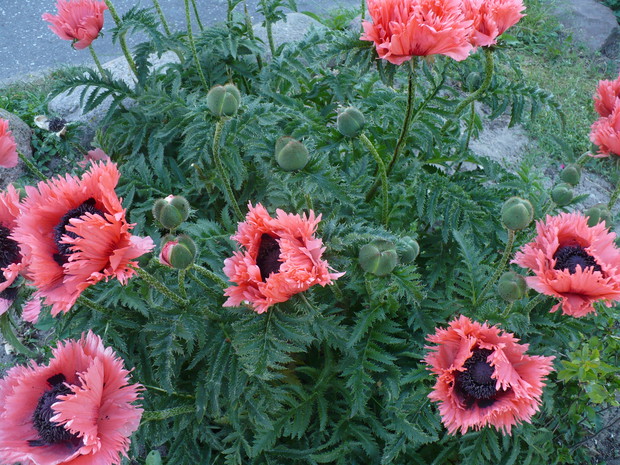 Maki syberyjskie które zachwycają swoim pięknem