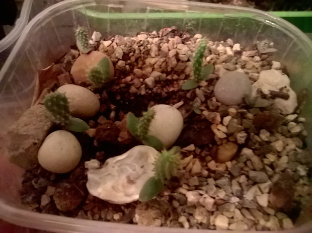 male z nasionek 2015