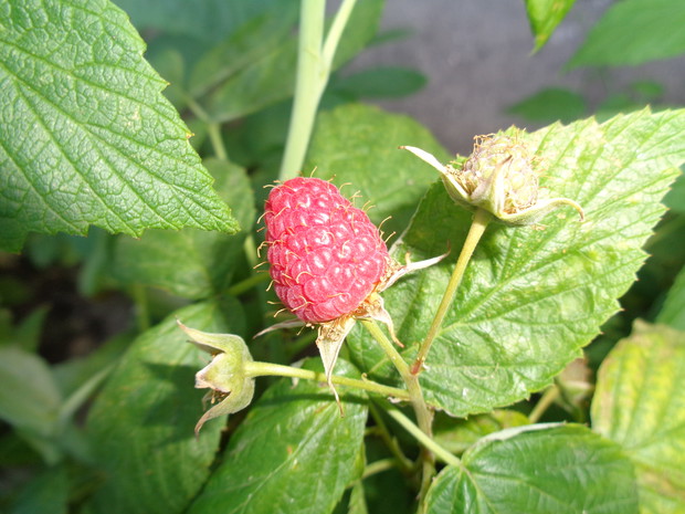 Malina Polana czerwona.