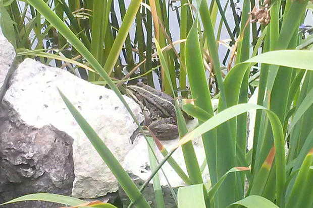 Mieszkanka oczka wodnego [2]