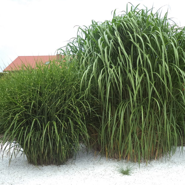 Miskanty...najpiękniej wygladają w lipcu