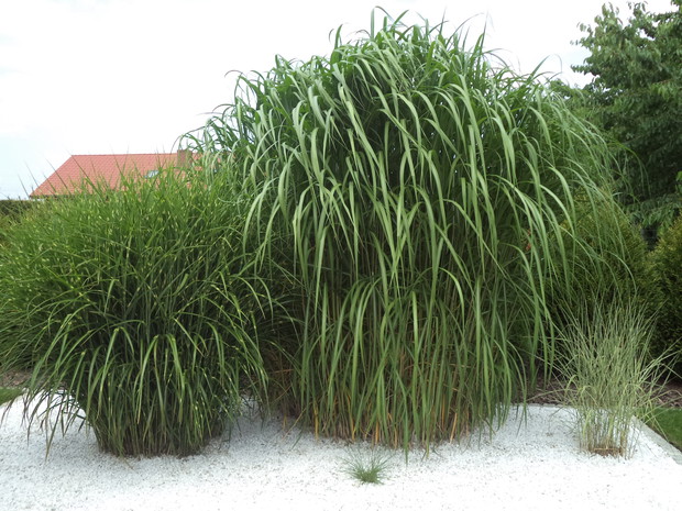 Miskanty...najpiękniej wygladają w lipcu