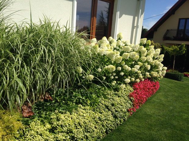 Miskanty Variegatus razem z hortensjami wysłaniają ścianę domu, w nogach begonie, hosty, runianka