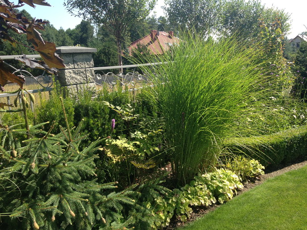 Miskatanty na tle strzyżonego cisa