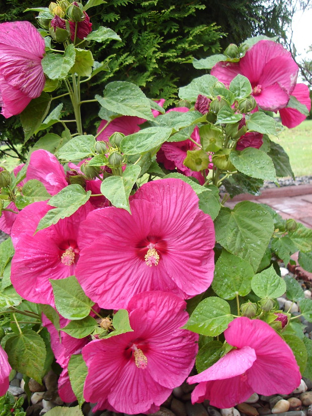 Mój coroczny okaz...hibiskus bagienny