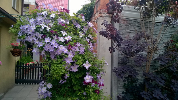 mój ulubiony powojnik - błękitny anioł