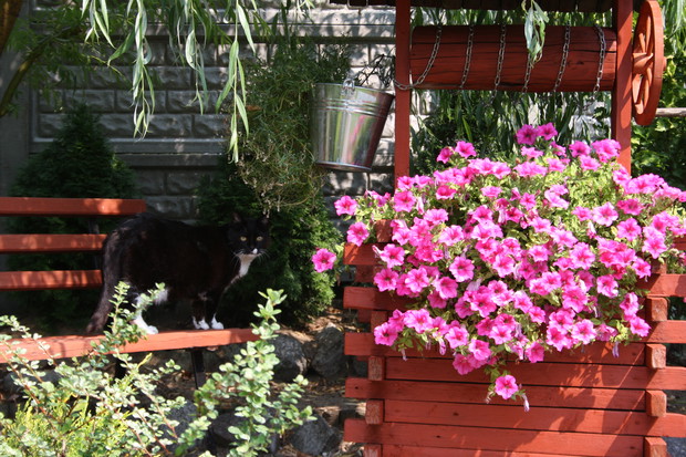 Moja kocica uwielbia odpoczynek w ogrodzie.