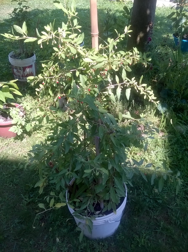 moje jagody goi ogromny krzak
 z opadlych owocow rosna nowe,niekontrolowane juz :):):