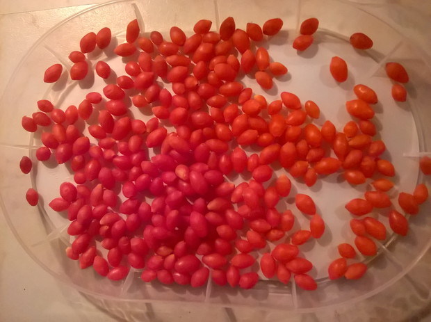 moje suszone jagody goi,