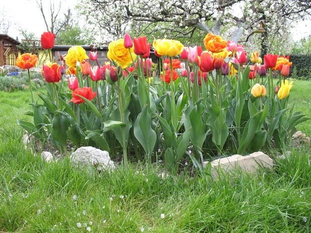 Moje tulipany mix gatunków i kolorów [2]