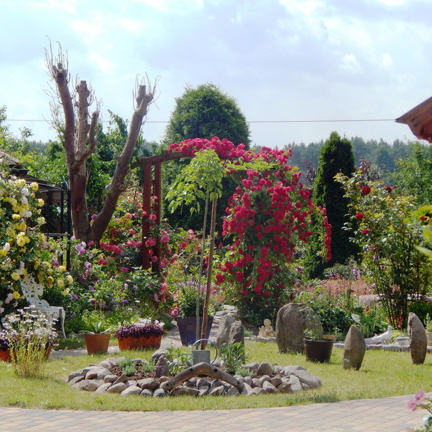 Morwa z lawendami w tle przejście różane