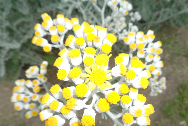 Na żółto zakwitł starzec.