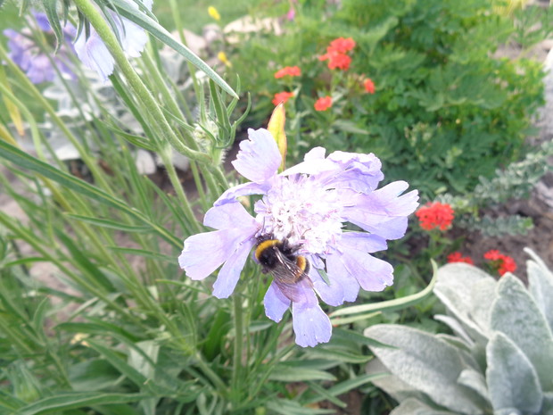 Nadal kwitła drakiew.