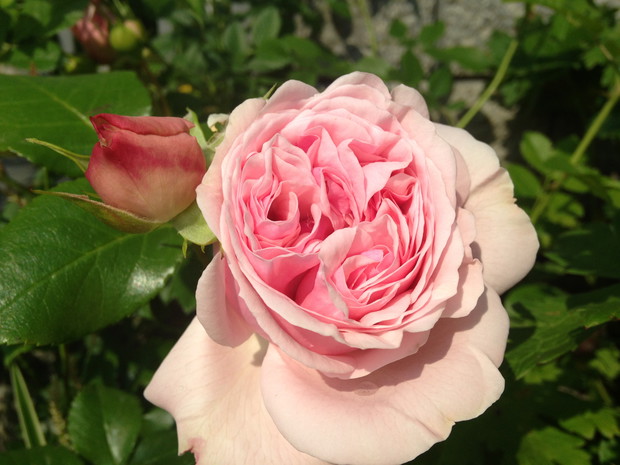 Nie tylko piękne ale i pachnące 