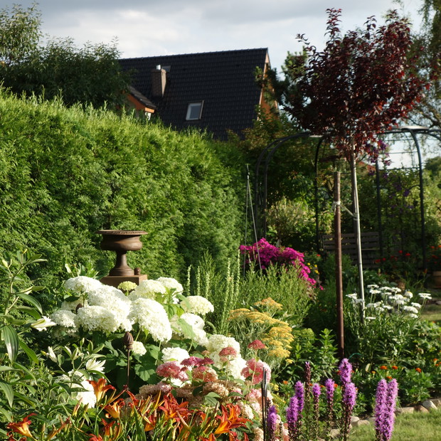 Niezawodne hortensje