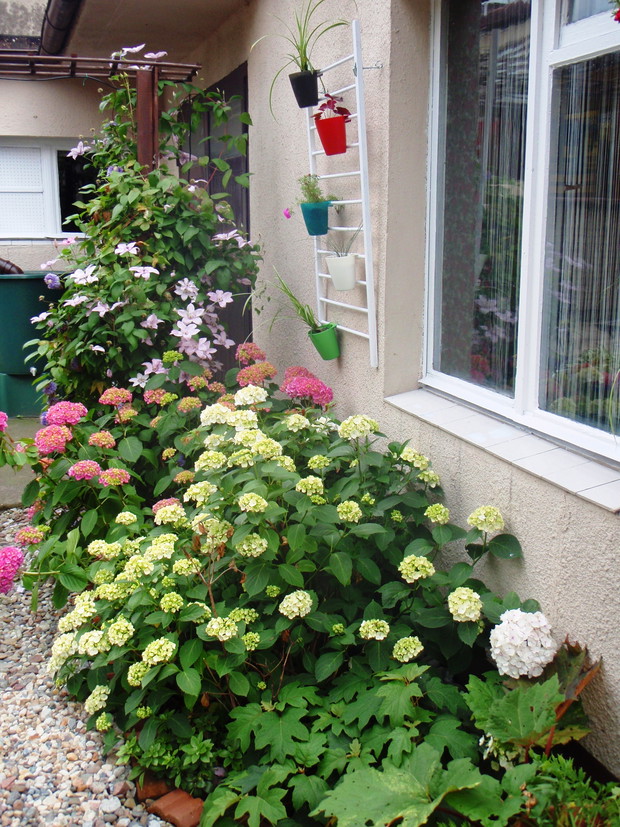 Nowość, zielona ściana. W tle widać beczki na deszczówkę, a dominują oczywiście hortensje i dwa splecione powojniki.