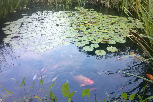 OCZKO WODNE Z RYBAMI