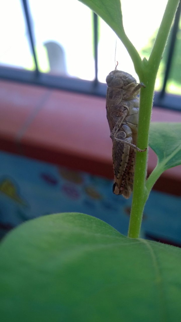 odpoczywa pod listkami