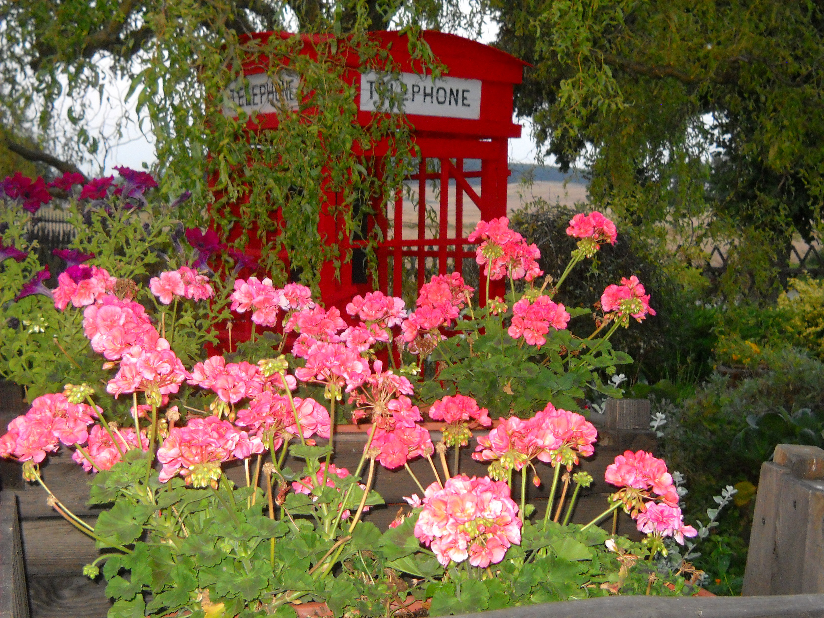 Okazałe pelargonie.
