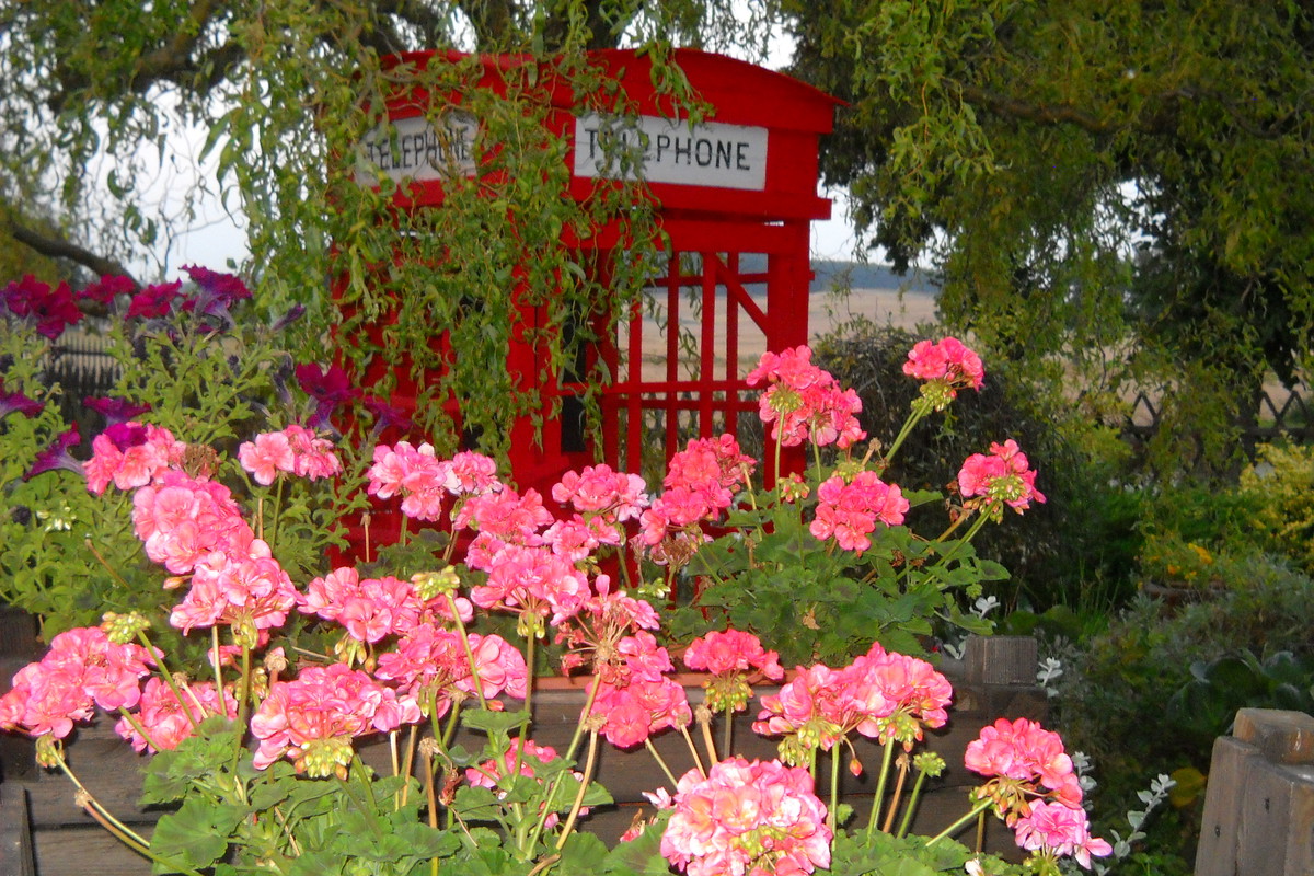 Okazałe pelargonie.