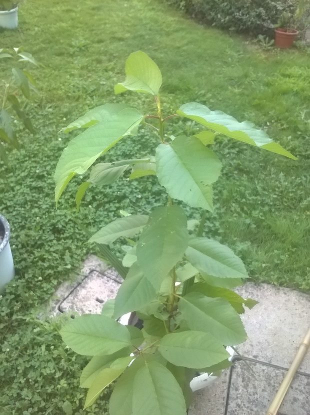 orzech laskowy -z ziarenka