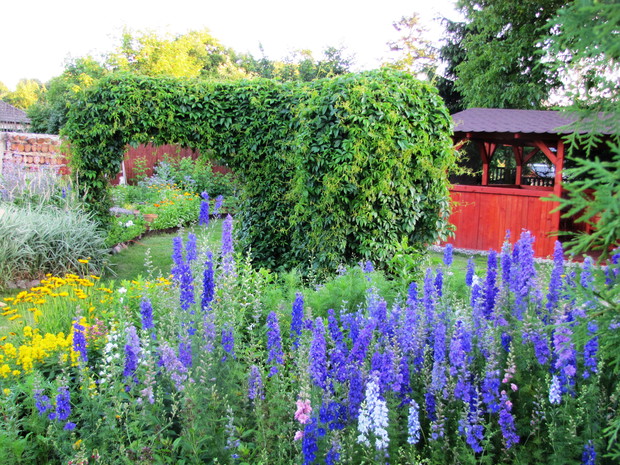Ostróżeczki jednoroczne wysiewają się corocznie same, tworząc niebiesko- fioletowe łany.
