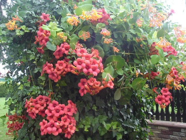 Ozdoba pergoli...milin amerykański