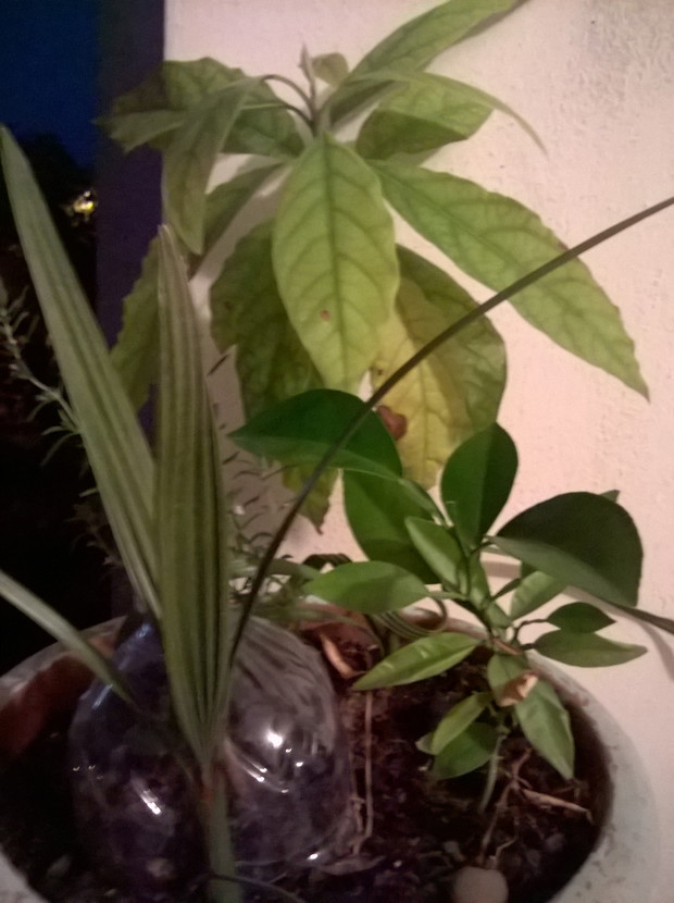 palma daktylowa,wkoncu w tym roku rosnie dalej,
poprzednie usychaly w zimie,
awokado w tle, i pomarancz.,