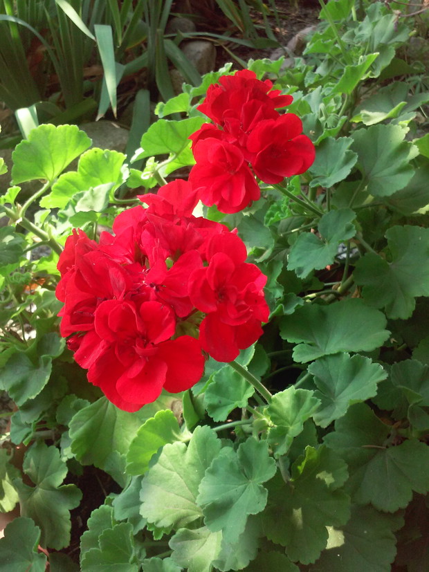 Pelargonia (w dużej donicy prezentuje się pięknie 