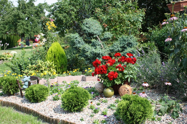Pelargonie Calliope pięknie wyglądają posadzone w starym koszu, doskonale prezentują się na żwirowym skwerku. 