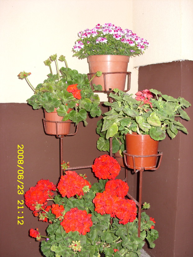 Pelargonie- moje ulubione 