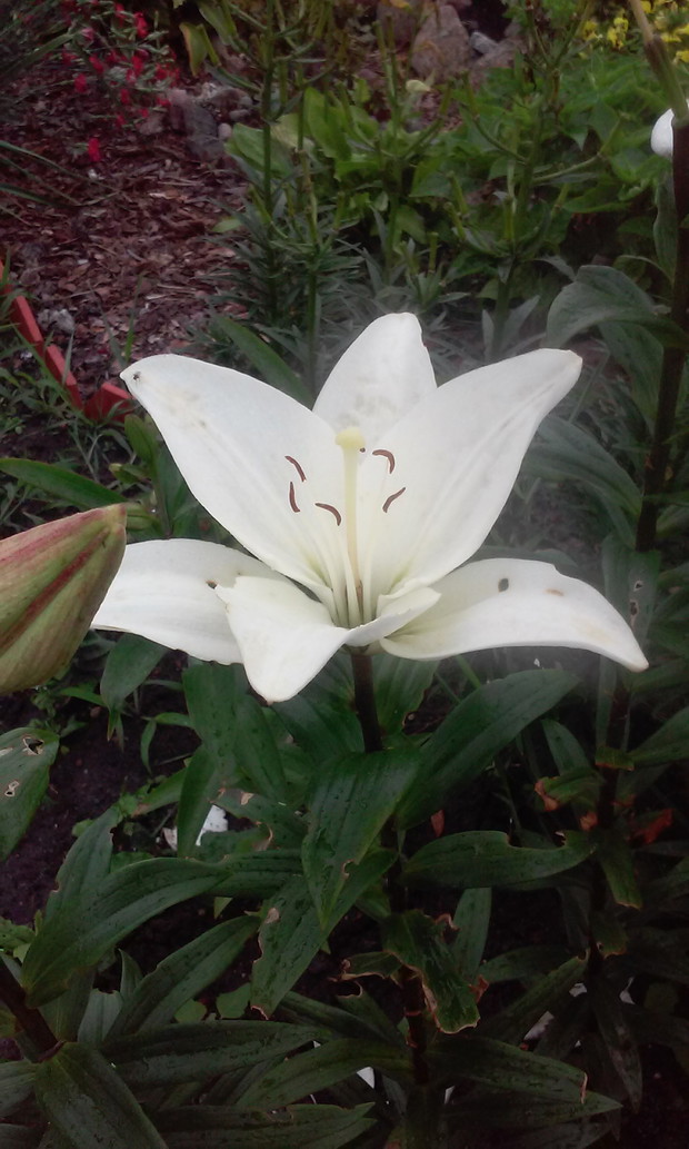 Piękna biała lilia pachnąca wanilią 