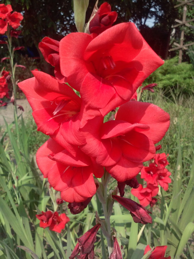 Piękne czerwone mieczyki 