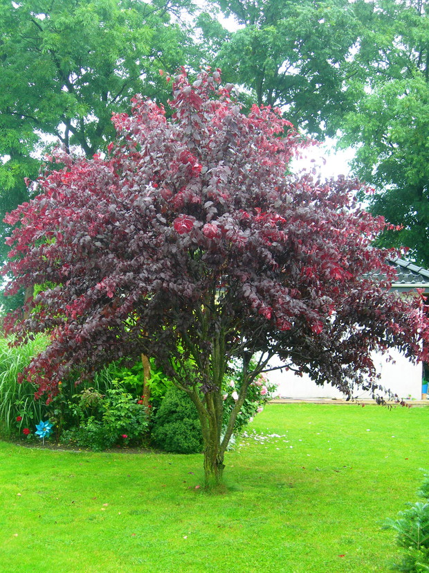 Pięknie wybarwiona śliwa wiśniowa