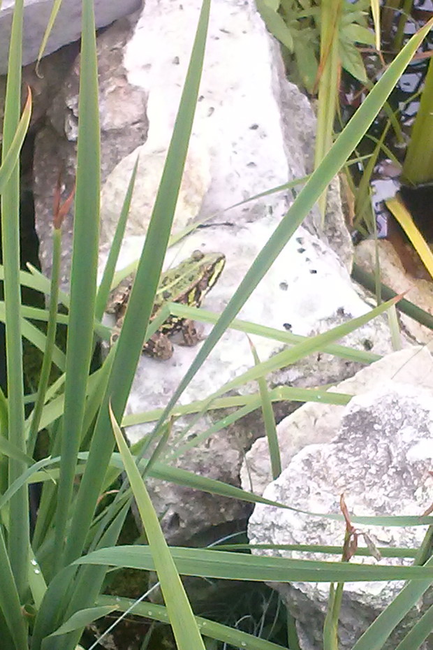 PIERWSZA MIESZKANKA OCZKA WODNEGO