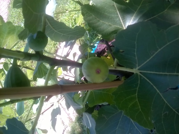 pierwsze cudne owoce,jest ich 5 razem!! 
