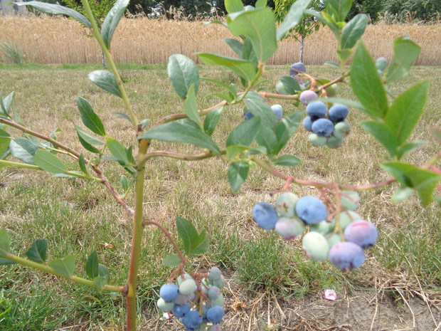 Pierwsze owoce tej borówki.