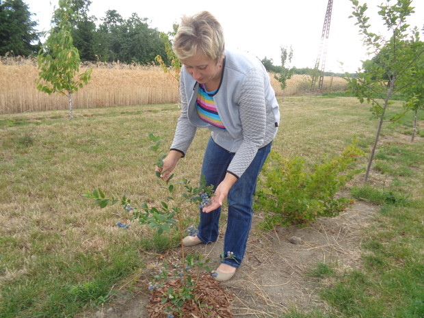 Pierwsze owoce tej borówki.