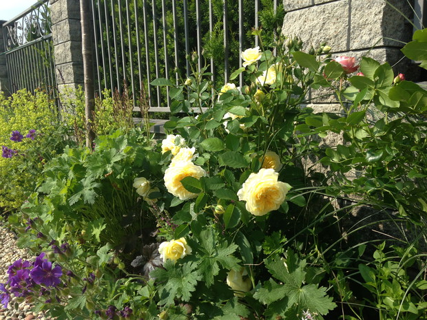 Pilgrim i przywrotniki