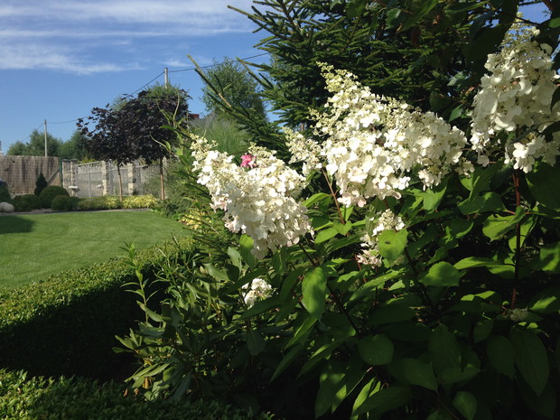 Pinki Whinki jeszcze w bieli