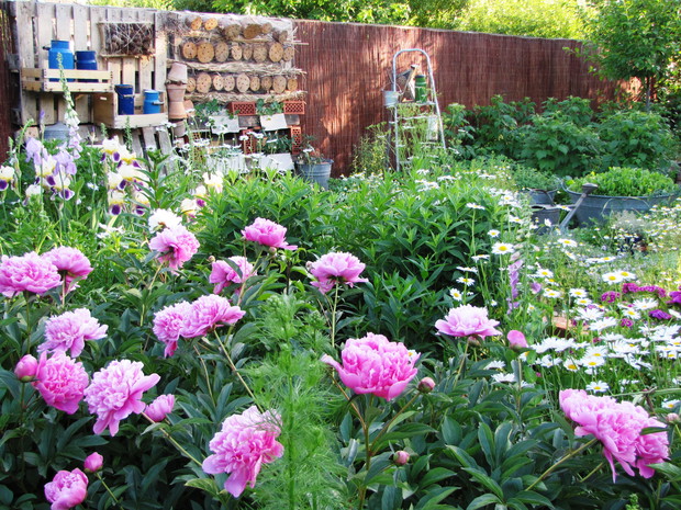 Piwonie i domek dla owadów. 