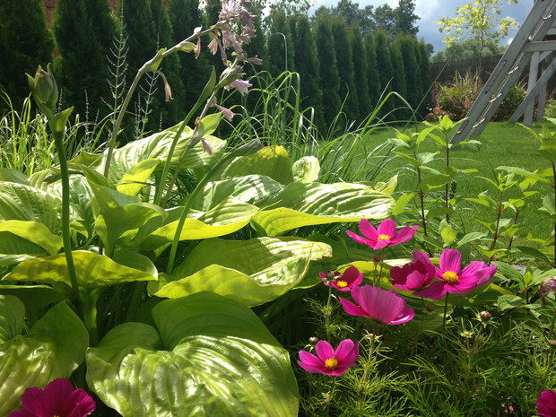 Pod brzozami hosta z kosmosami